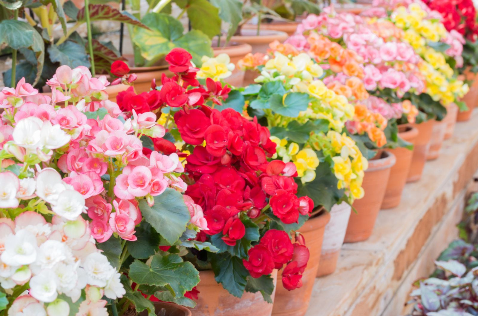 begonia flowers