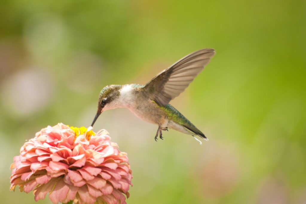 Beautiful Hummingbird feeding on a light pink Zinnia