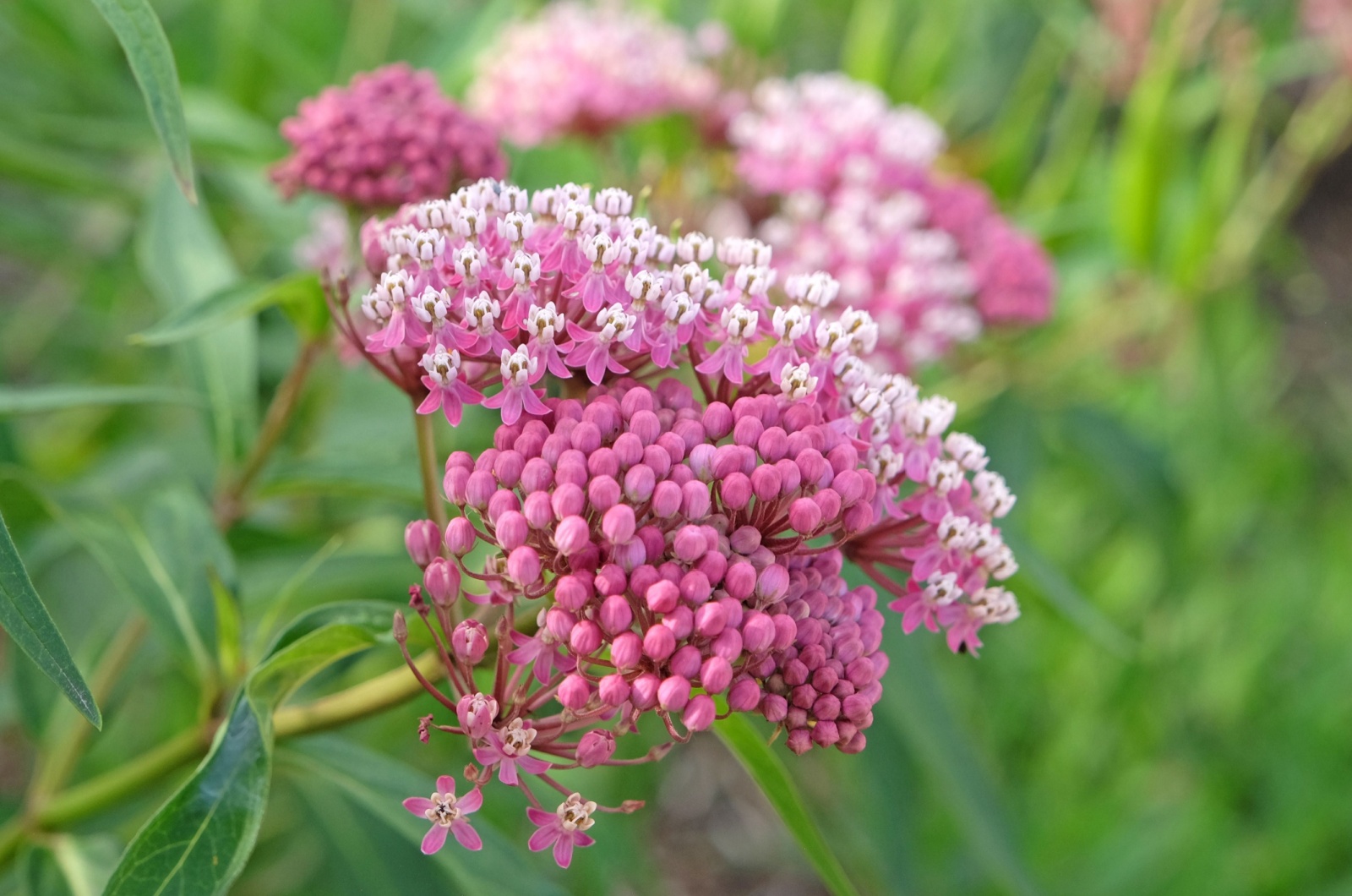 Beautiful milkweed