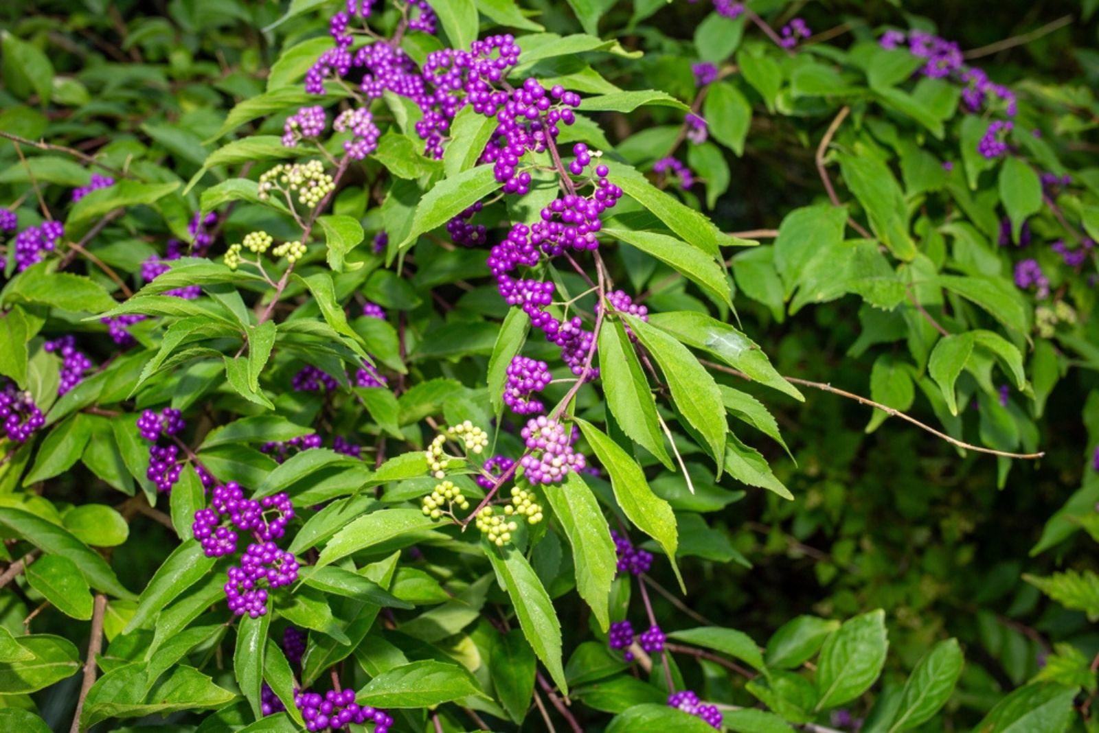 Beautyberry (2)