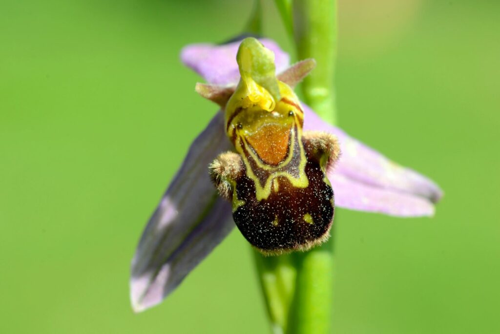 Bee Orchid