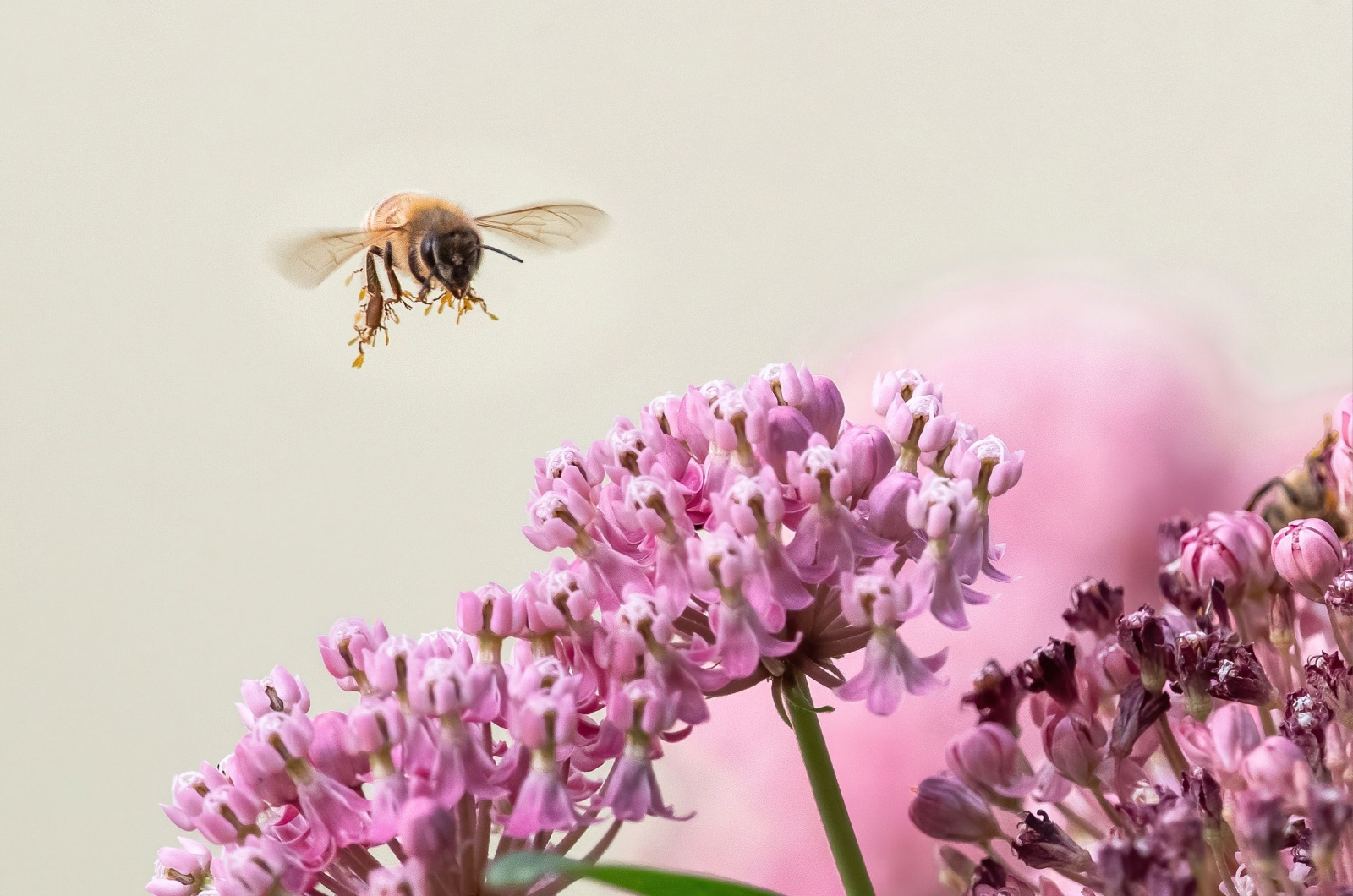 Bee and milkweed