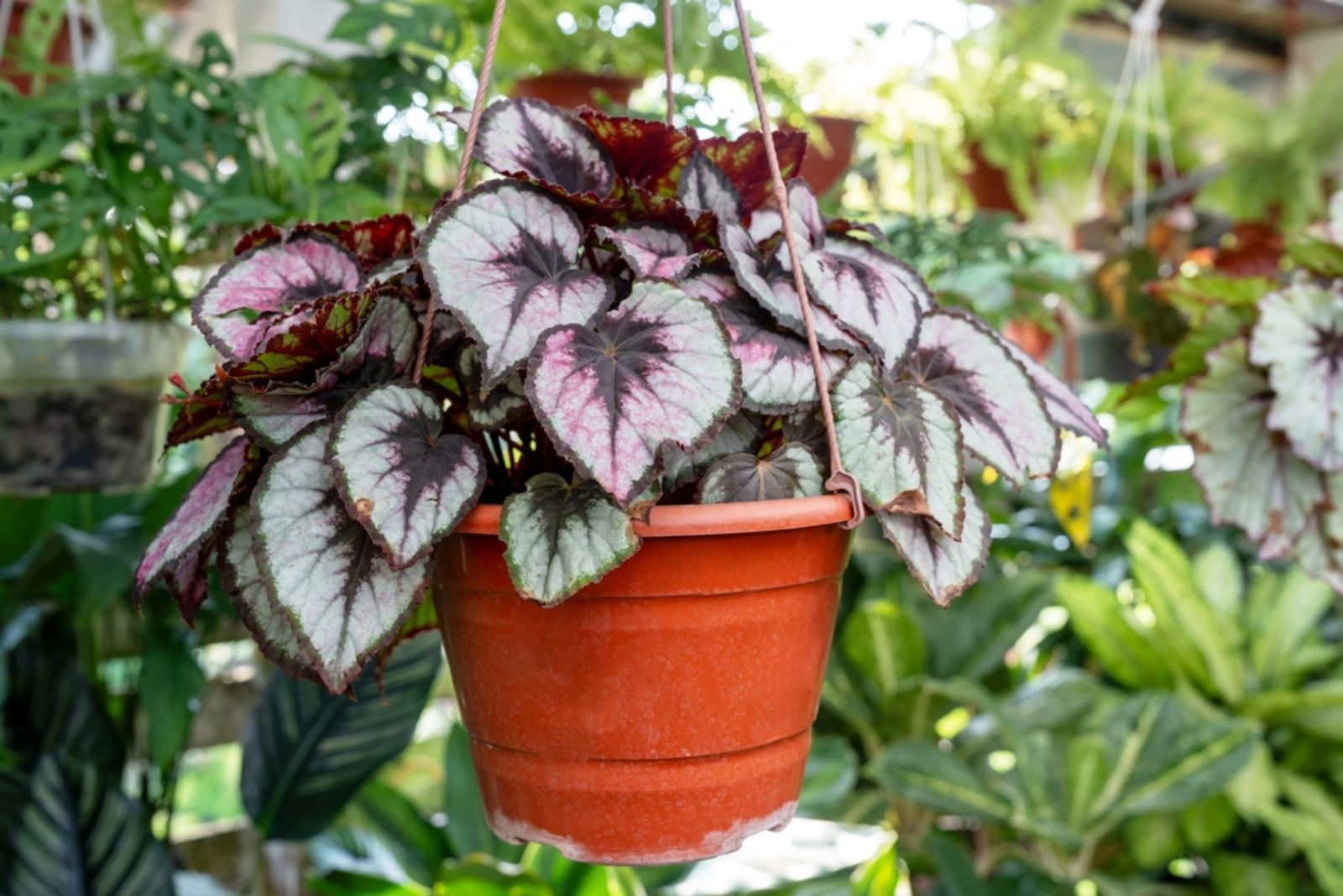 Begonia Rex ‘Pink Charming’