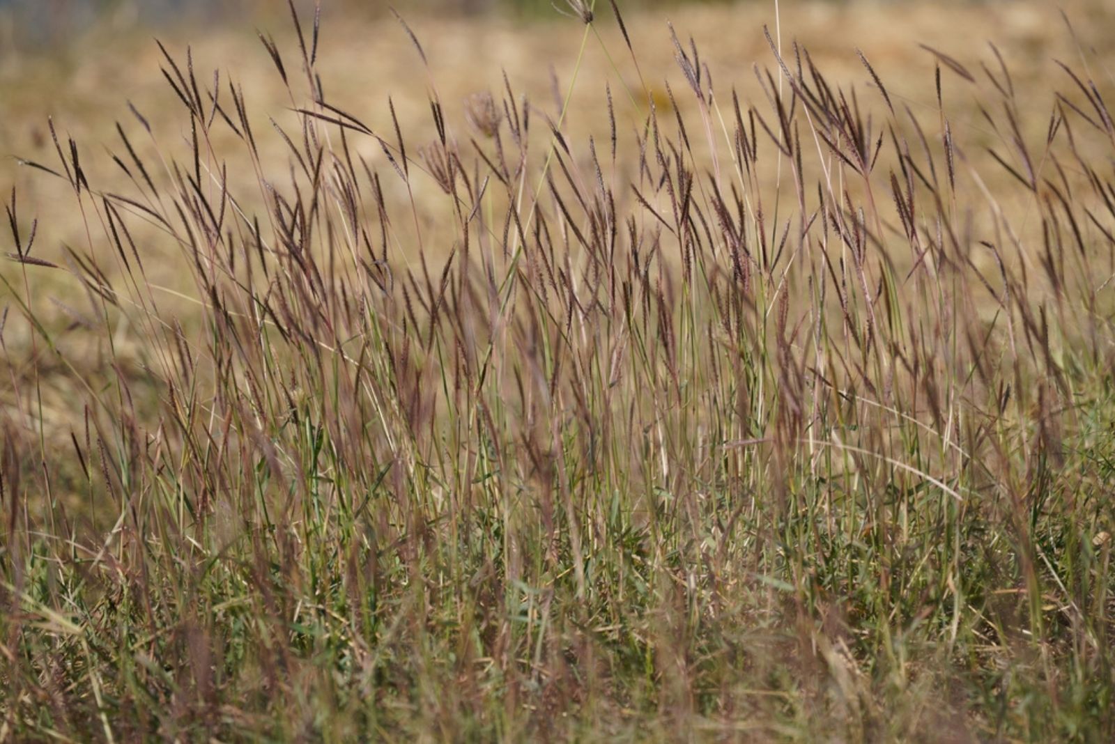 Big Bluestem