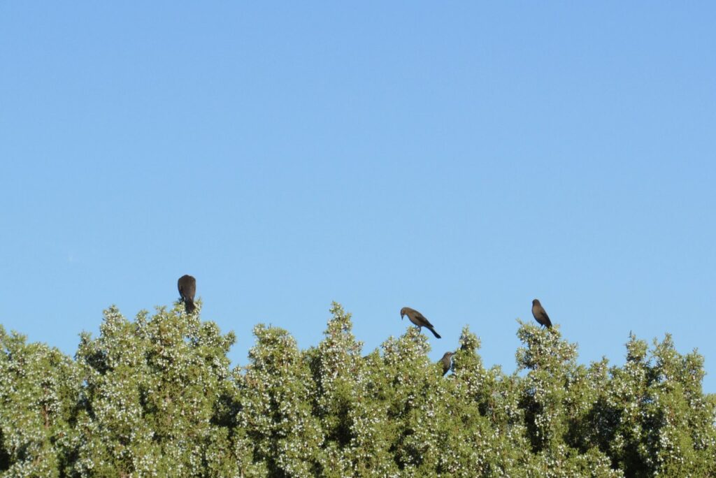 Birds in Juniper Trees