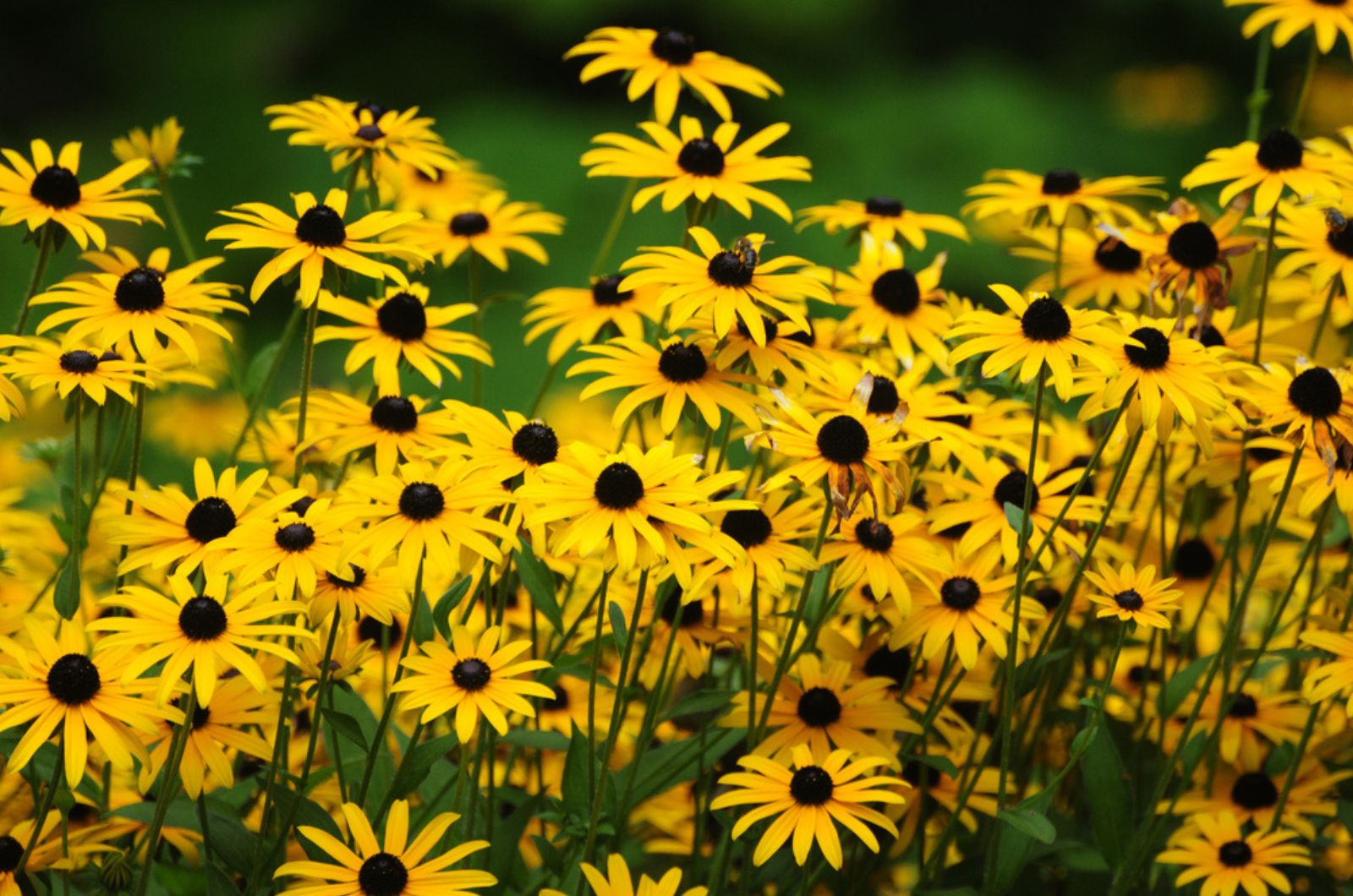 black-eyed susan flowers