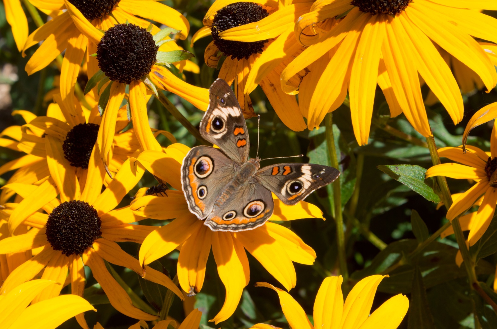 Black-Eyed Susan