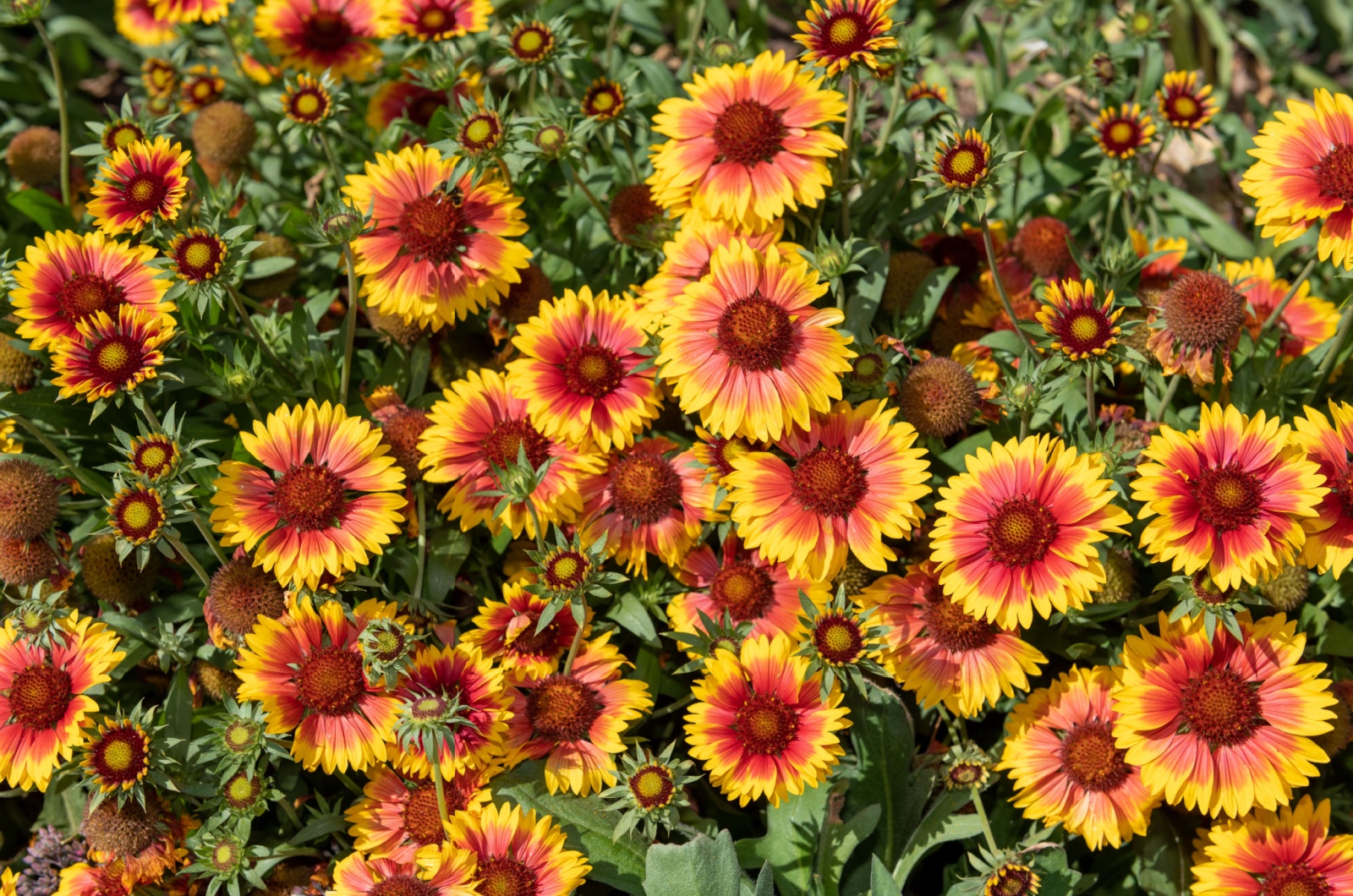 Blanket Flower