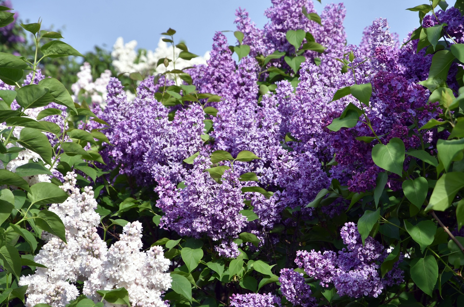 Blooming lilac trees