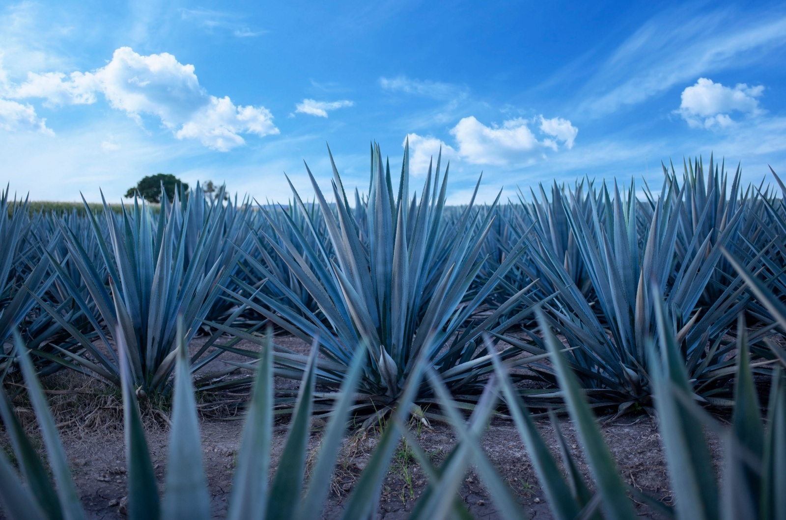 Blue Agave