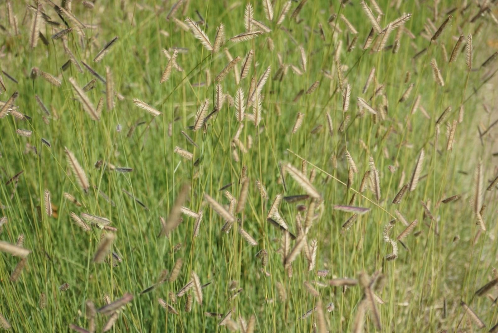 Blue Grama grass