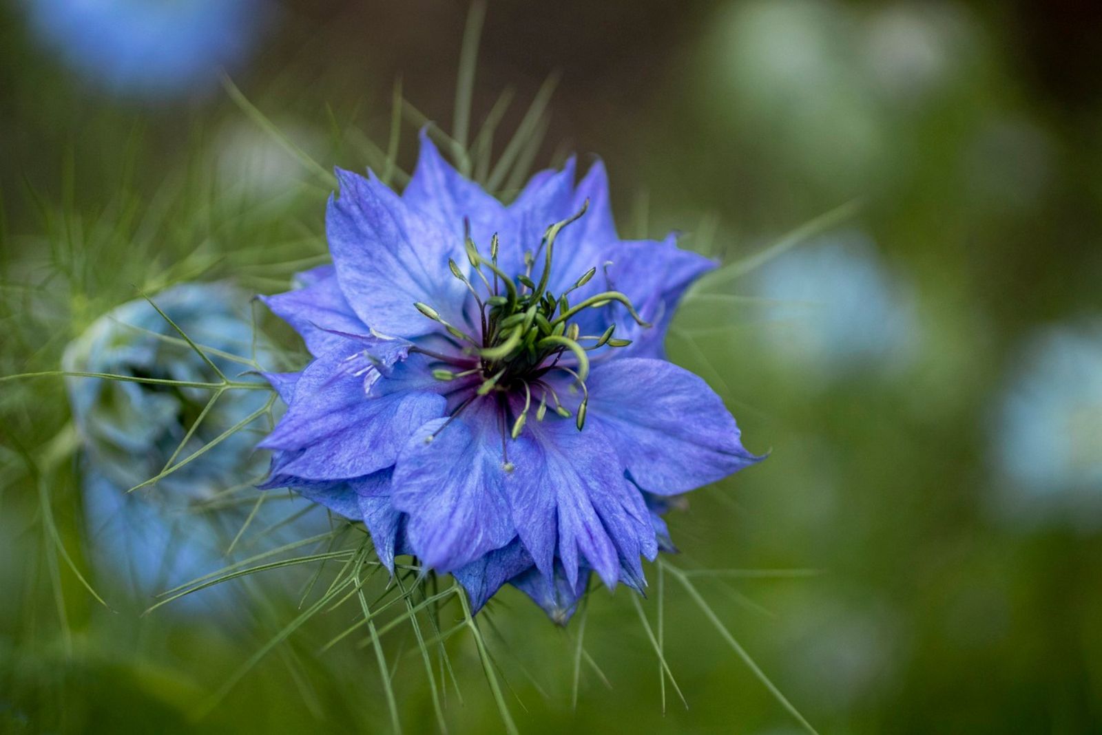 Blue Mist flower