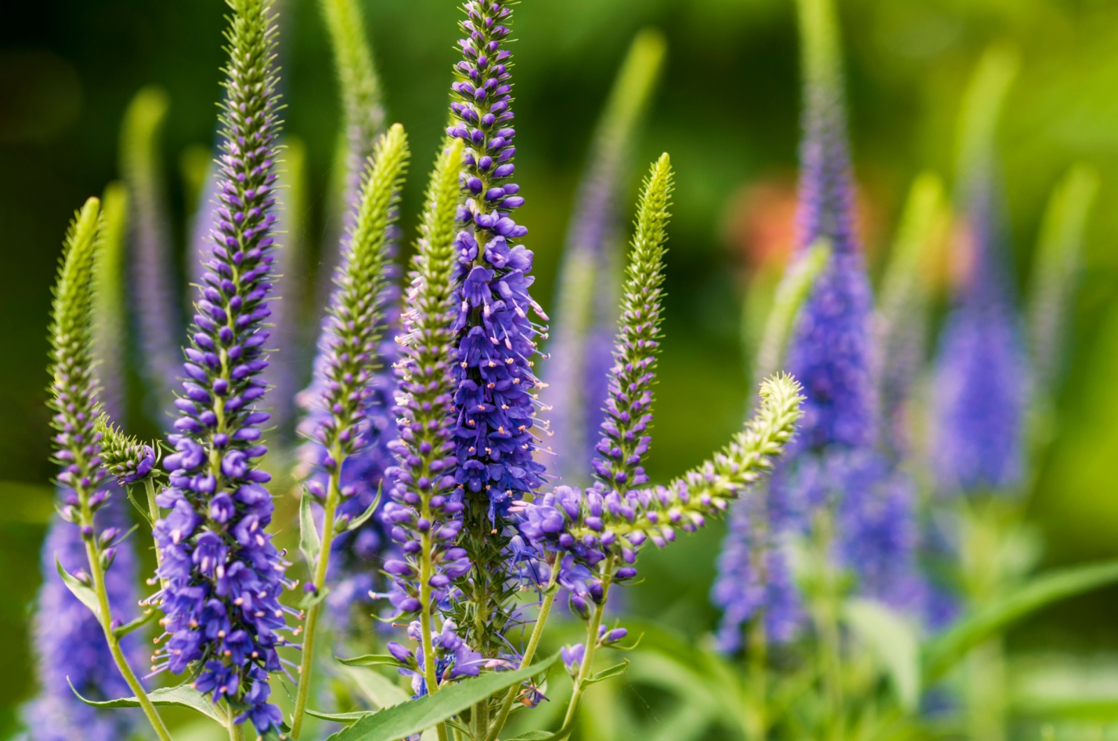 Veronica 'Blue Shades'