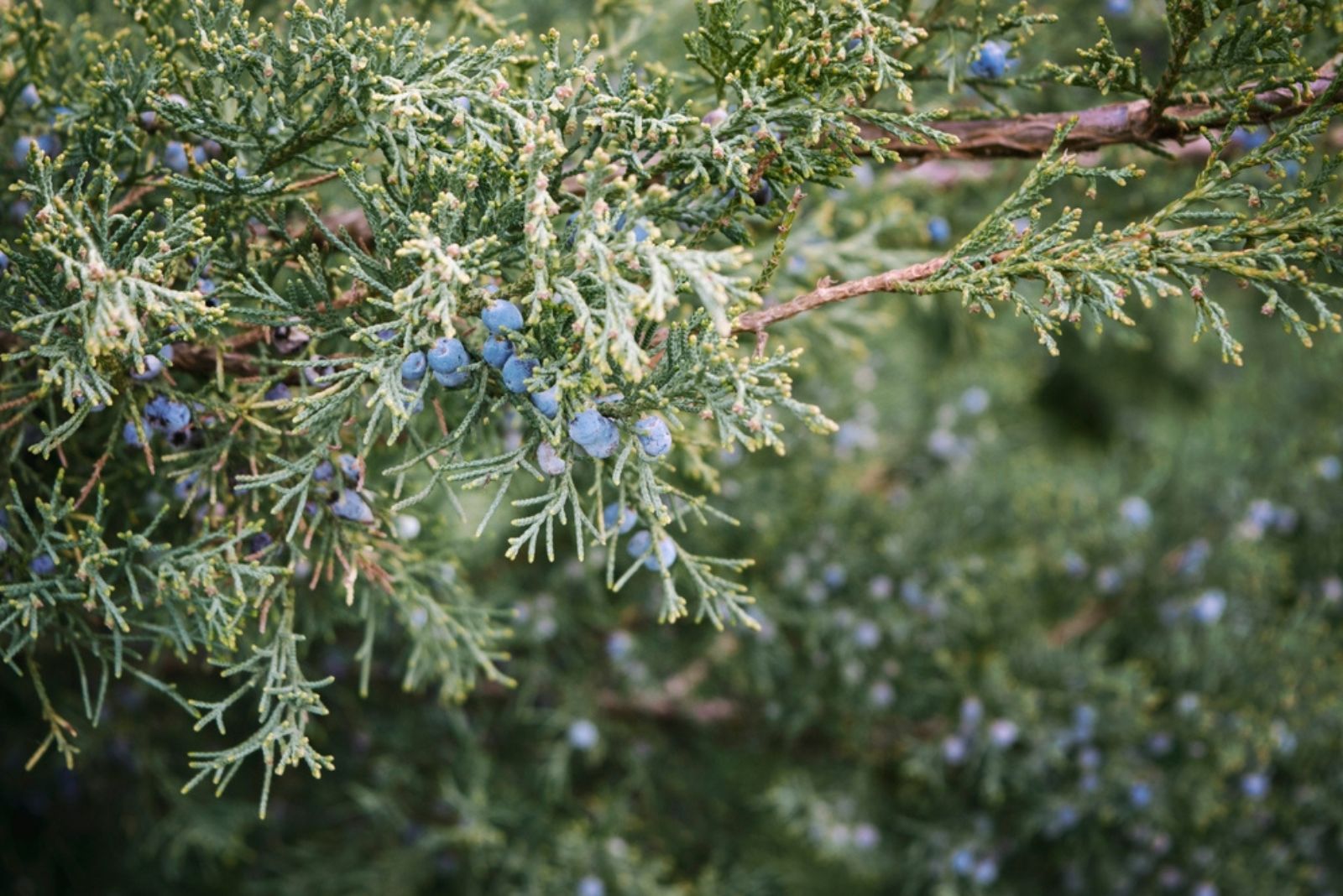 Blue Star Juniper