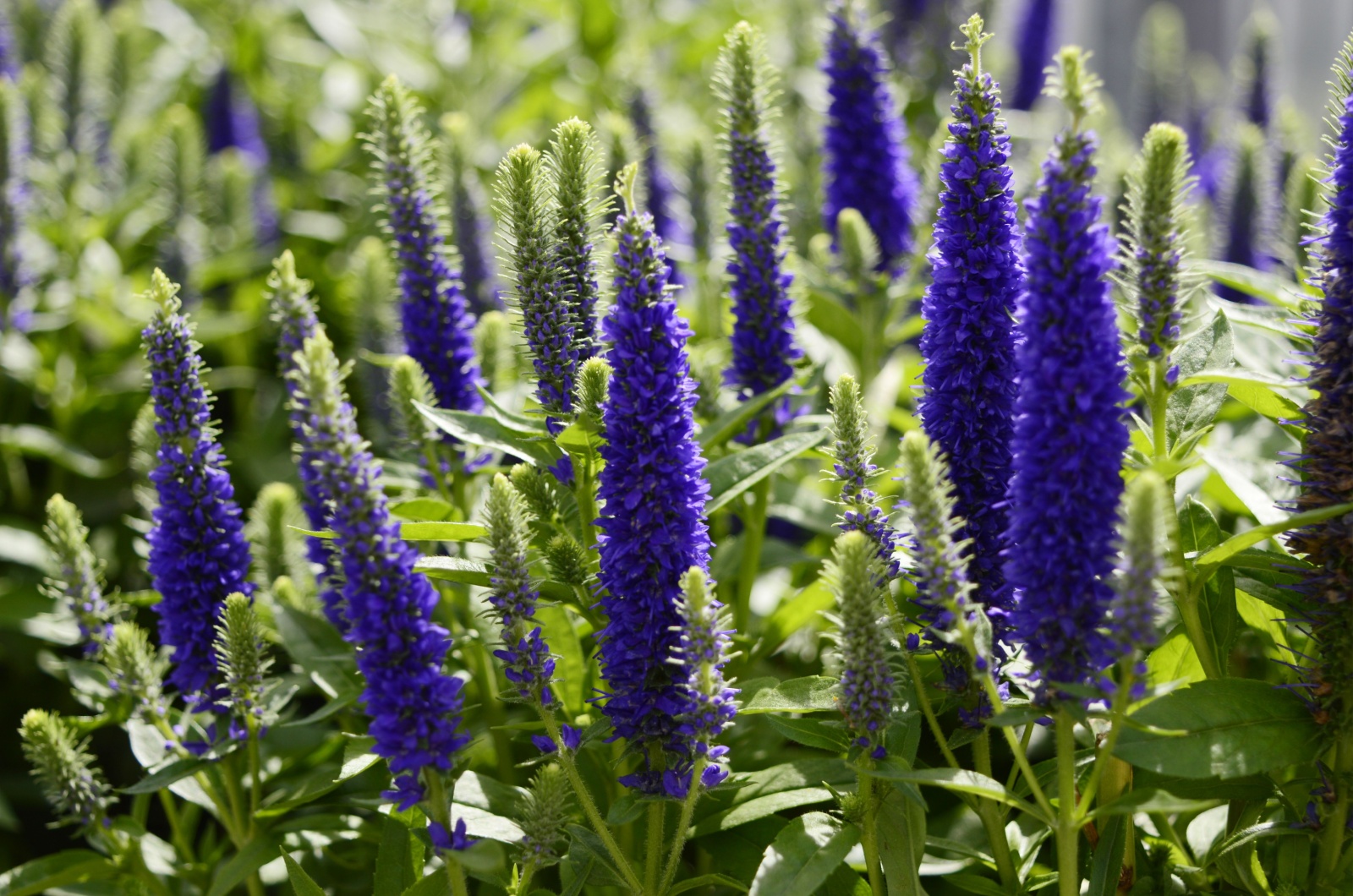 Blue Veronica Spicata