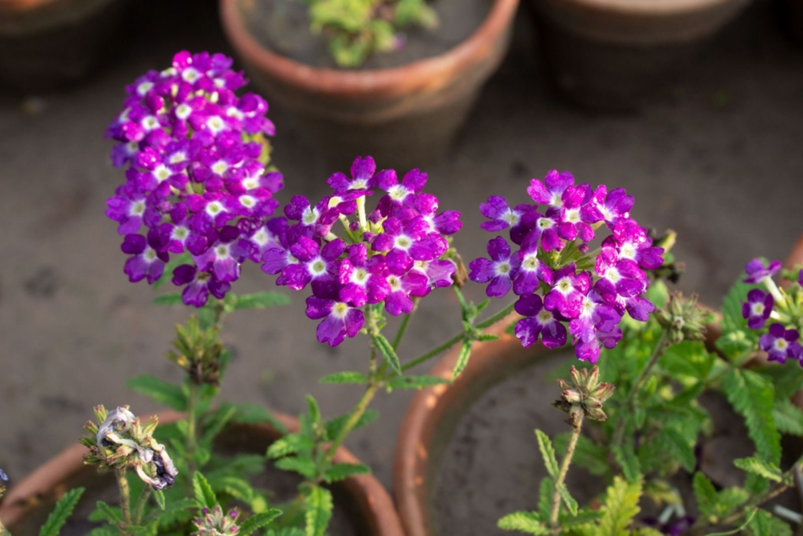 Blue Vervain or Verbena hastata