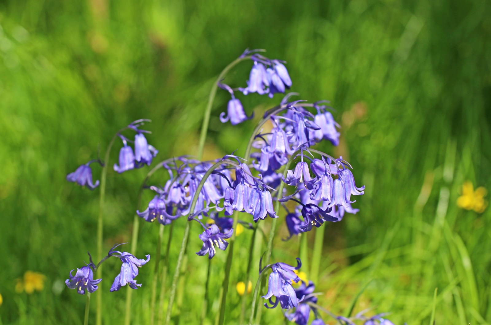 Bluebells