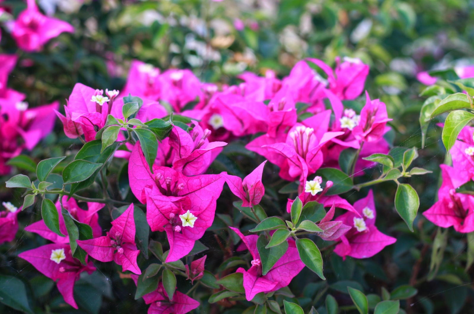 Bougainvillea