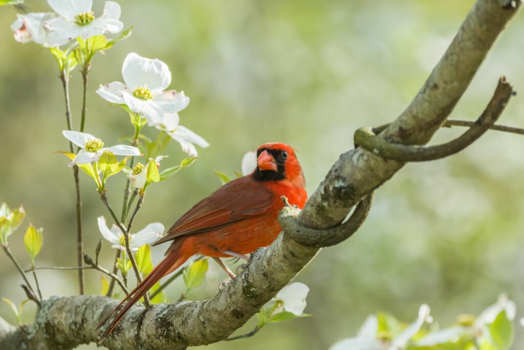 Bright red male cardinal bird perched high up on a flowering dogwood tree