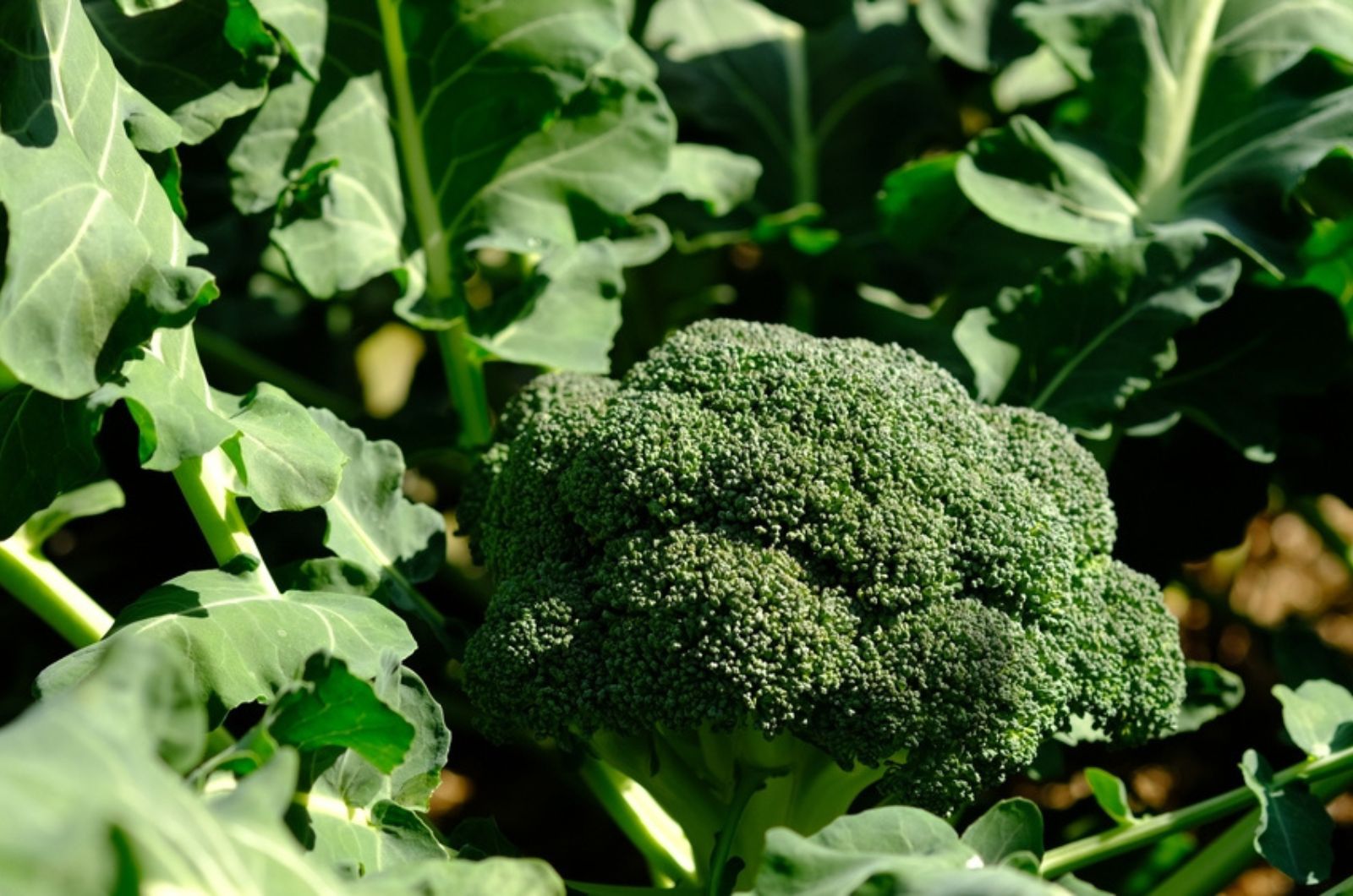 Broccoli plants in an organic garden