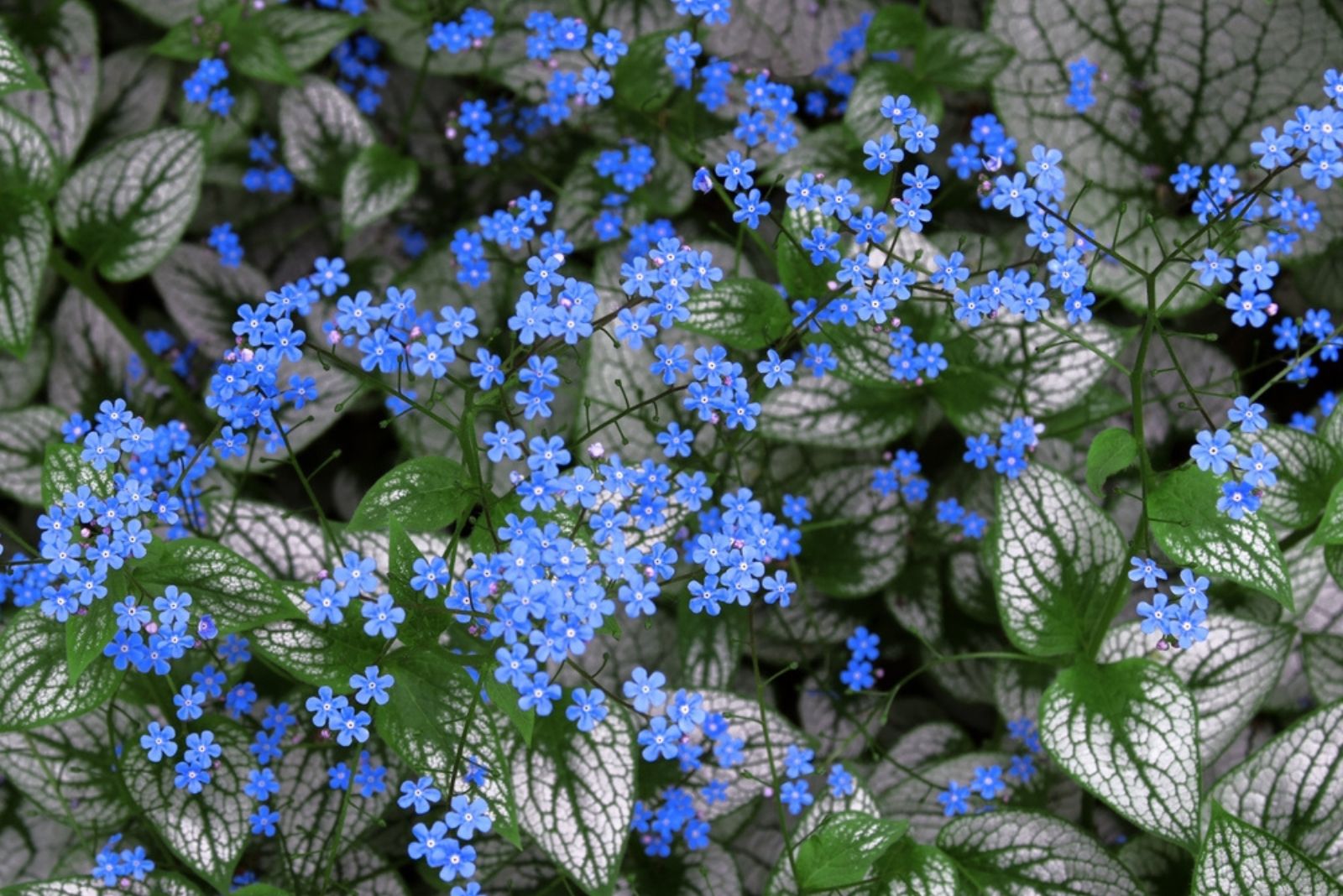 Brunnera Macrophylla