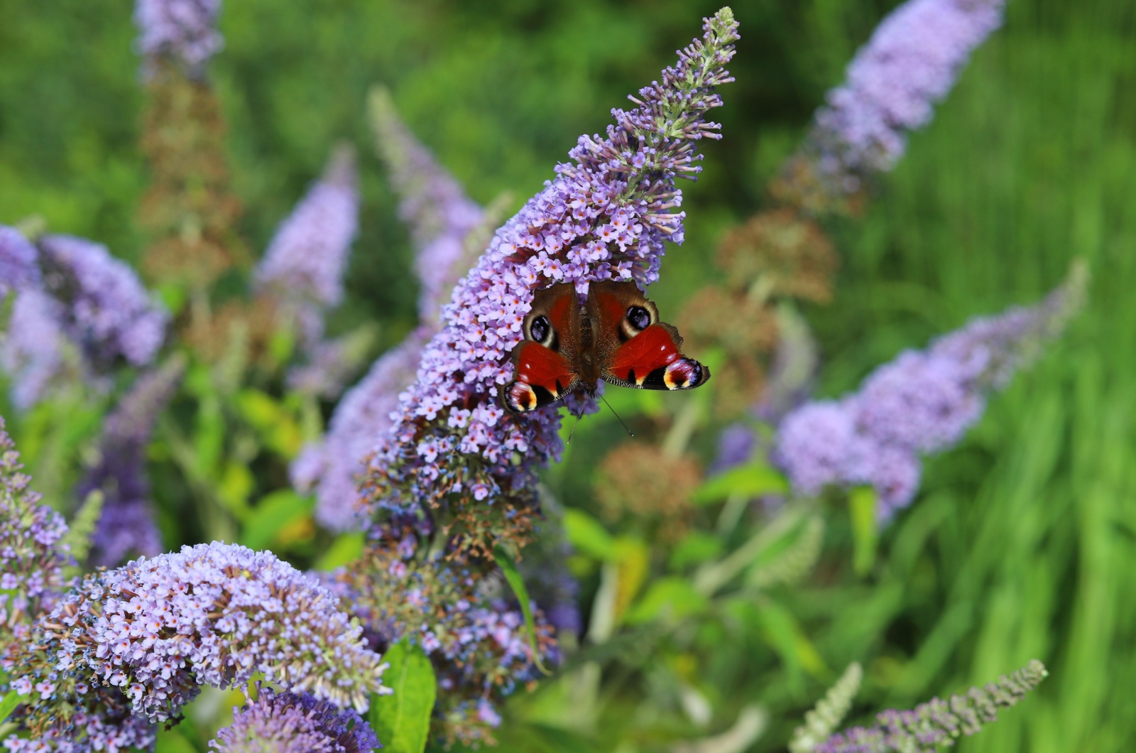 Buddleia