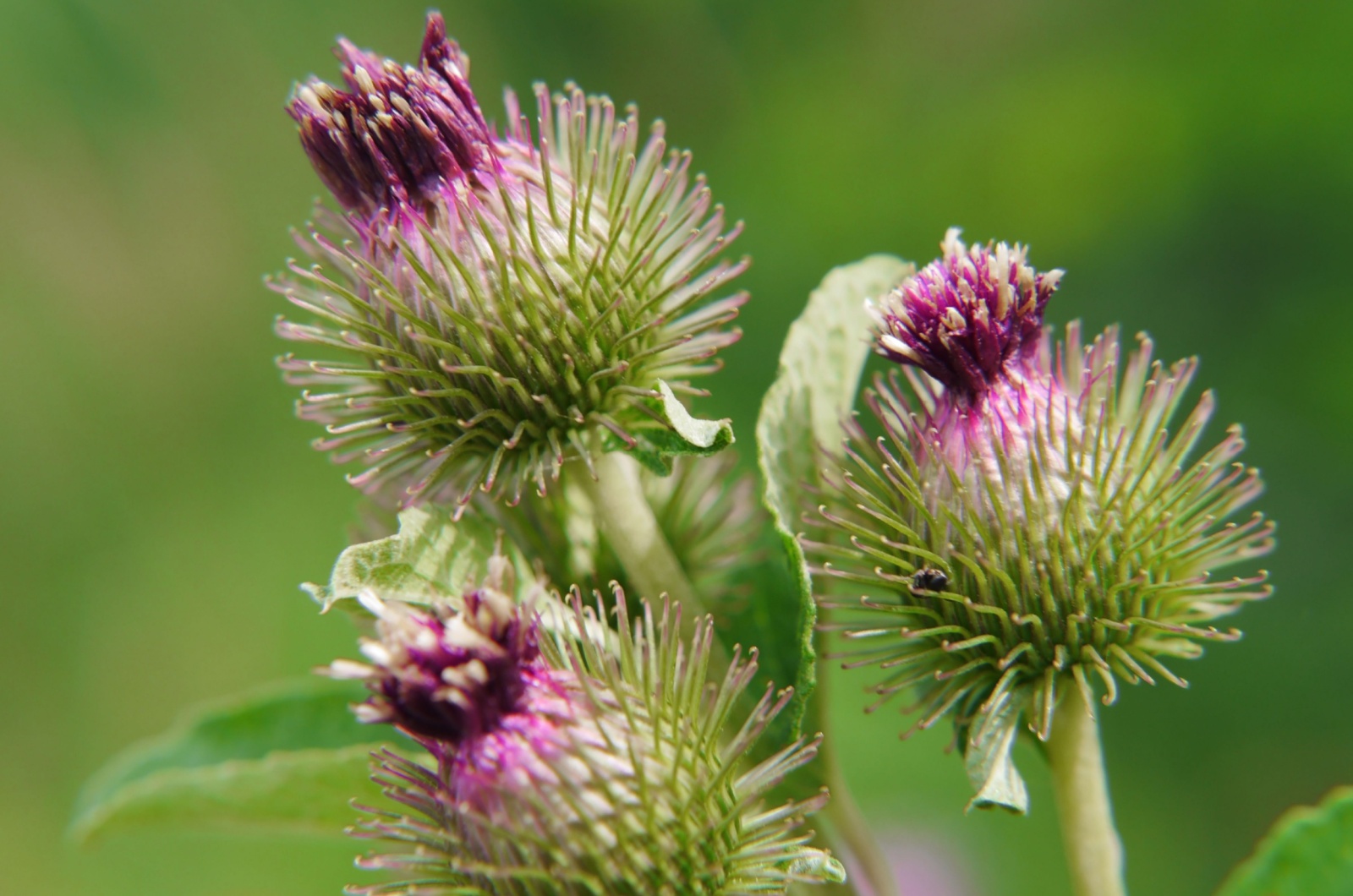 Burdock