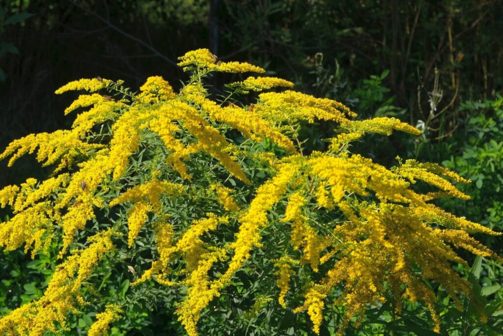 Bush with yellow flowers of Solidago virgaurea