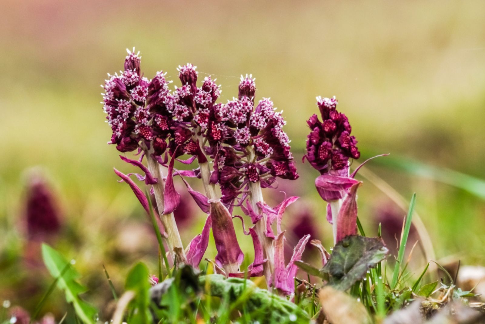 Butterbur