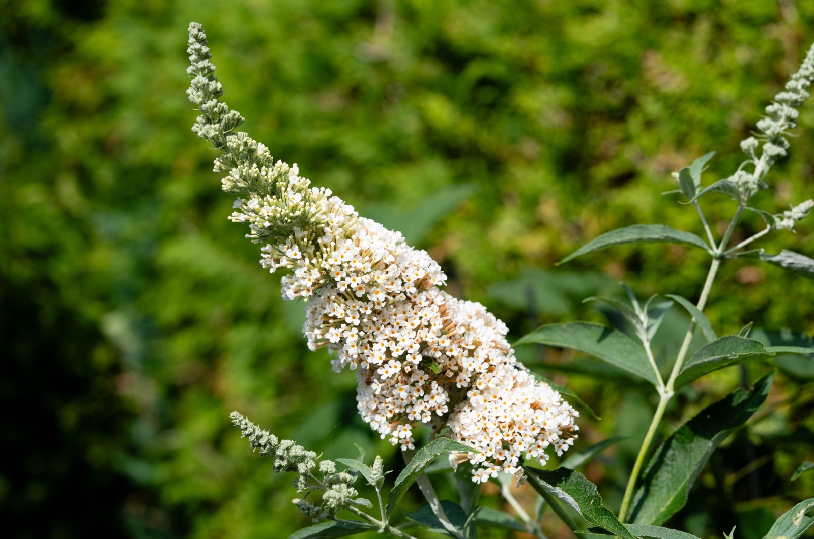 Butterfly Bush