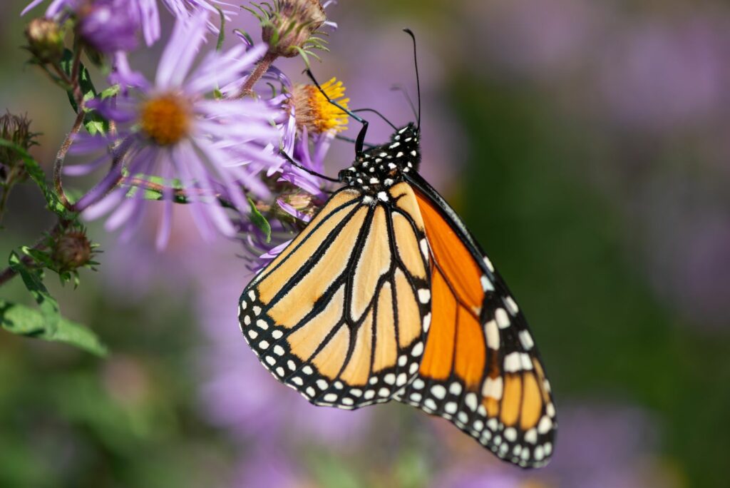 Butterfly Bush