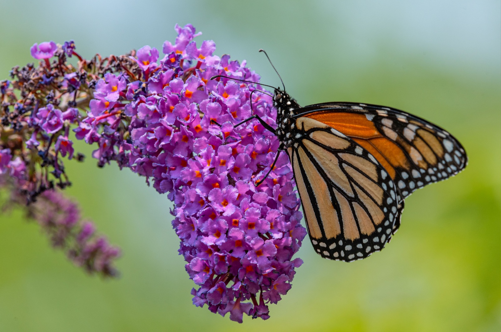 Butterfly Bush