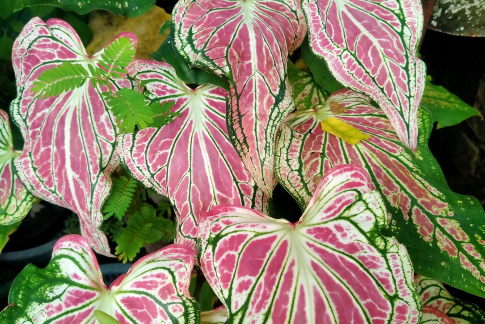 Caladium ‘Pink Symphony