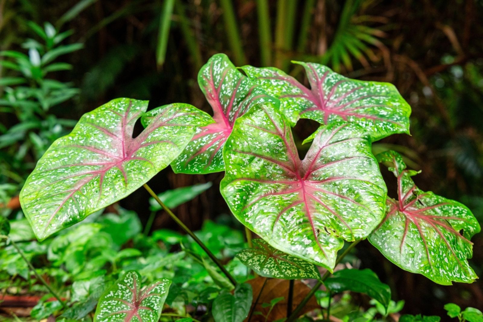 Caladiums 