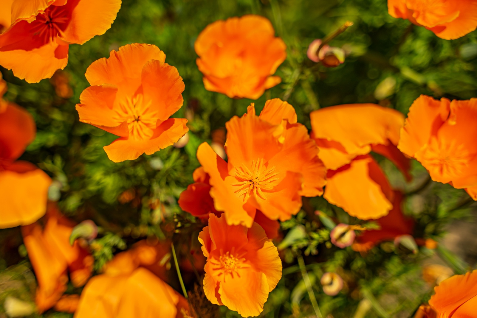 California Poppies