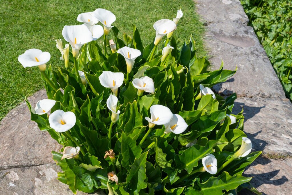 Calla Lilies