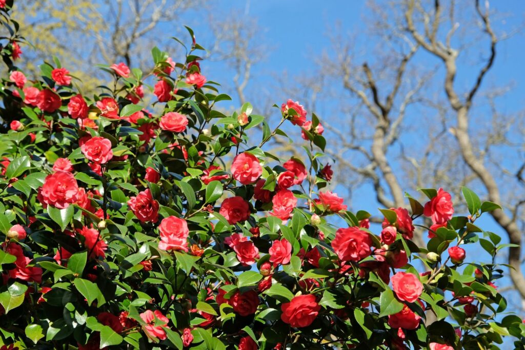 Camellia japonica