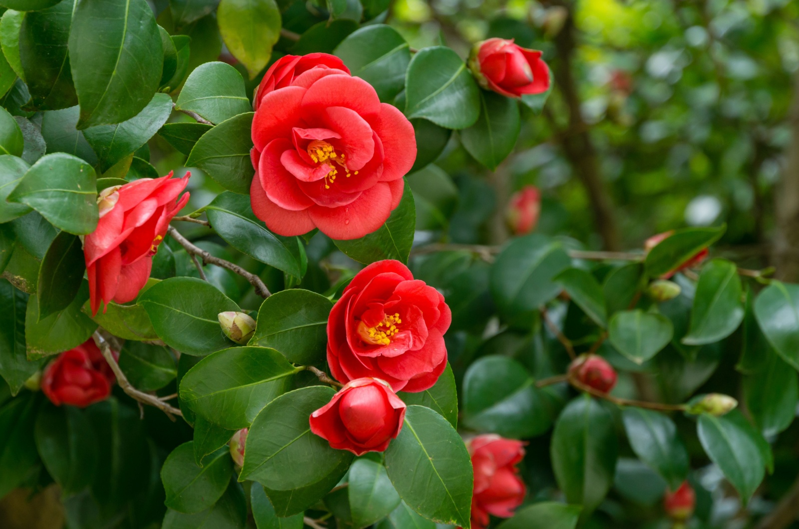 Camellias