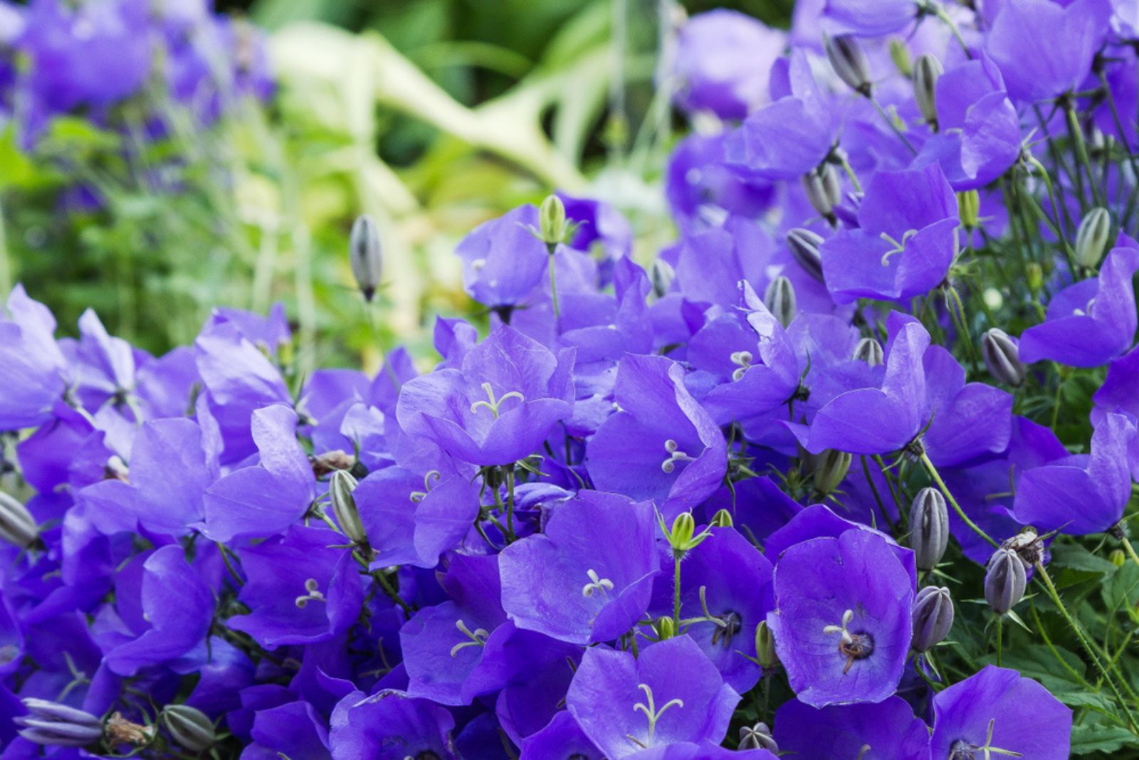 Campanula 