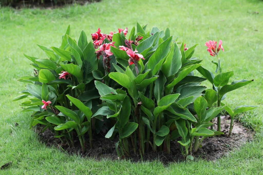 Canna Lilies in the yard