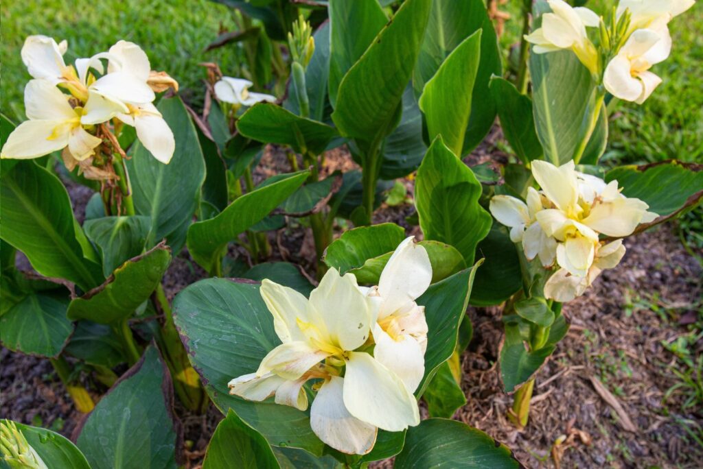 Canna lily flowers blooming in the bright morning