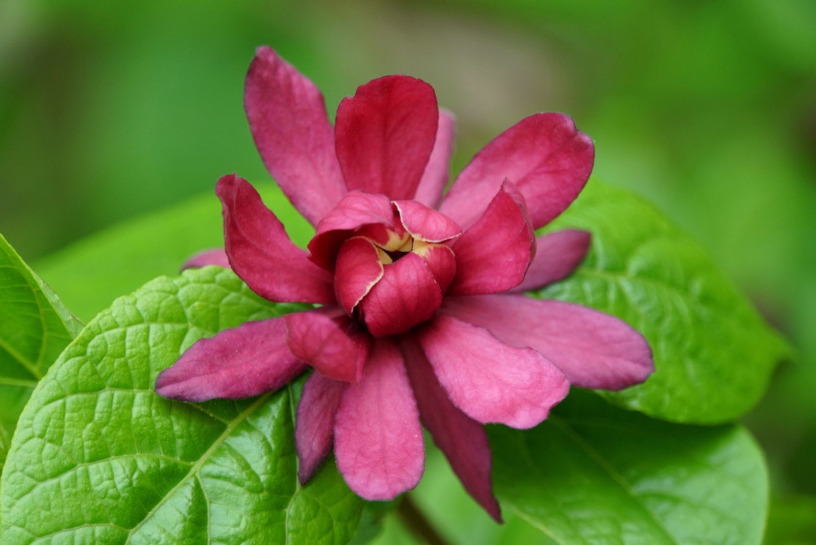 Carolina allspice