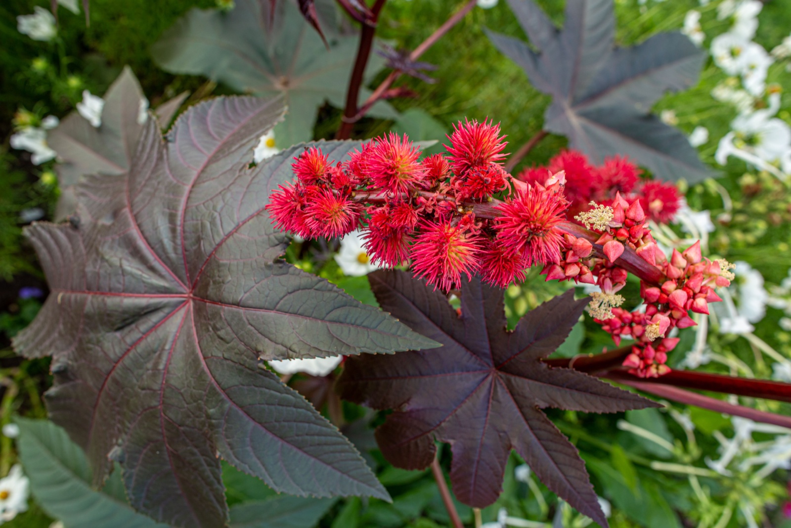 Castor Bean Plants