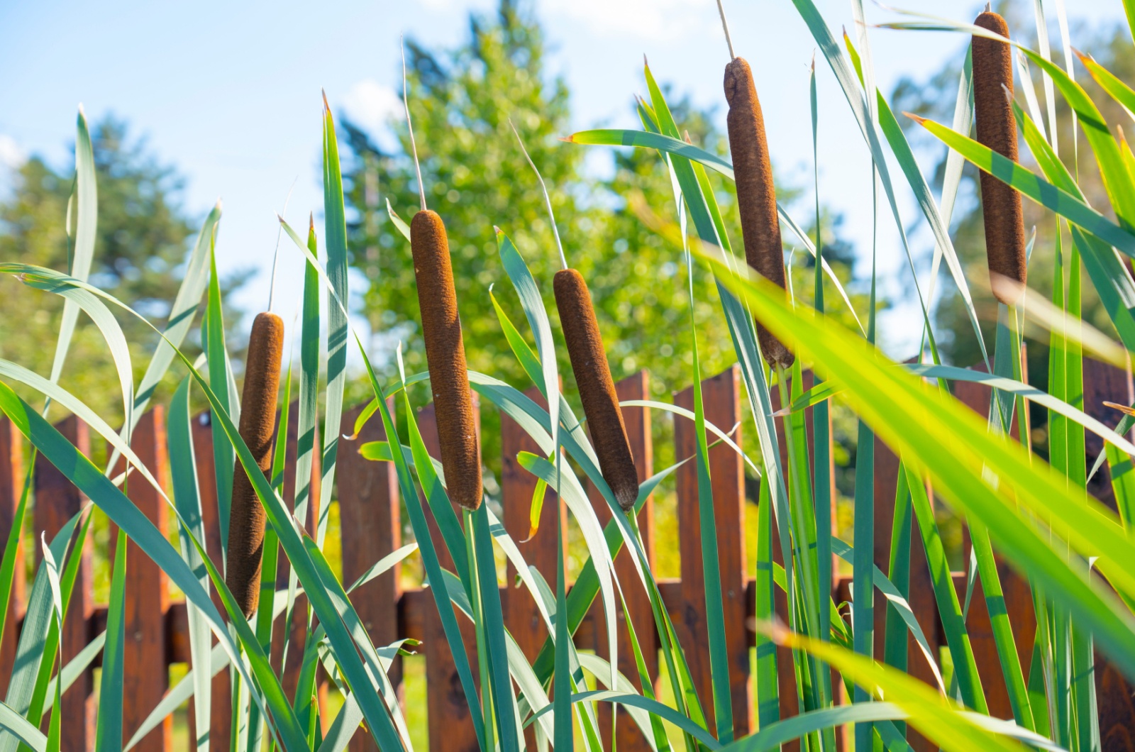 Cattail growing