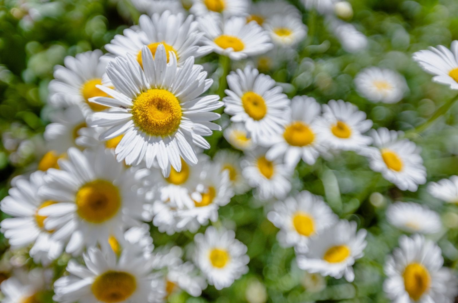 chamomile flowers