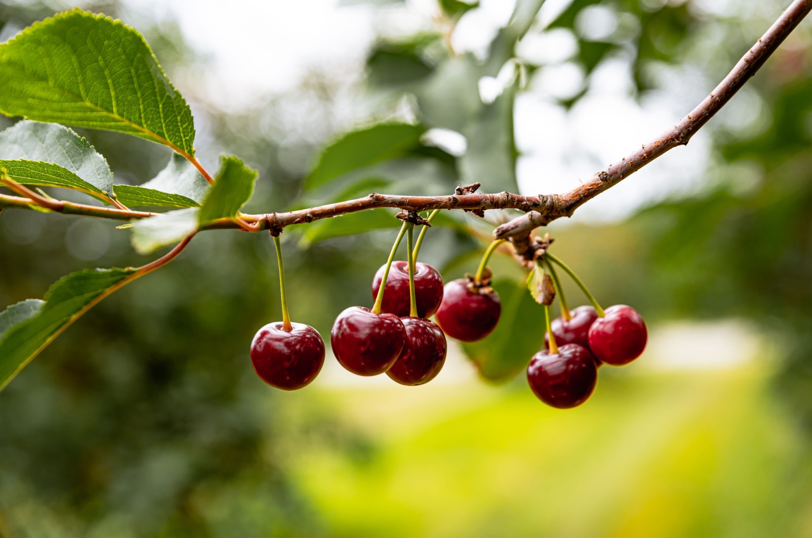 Cherry Tree