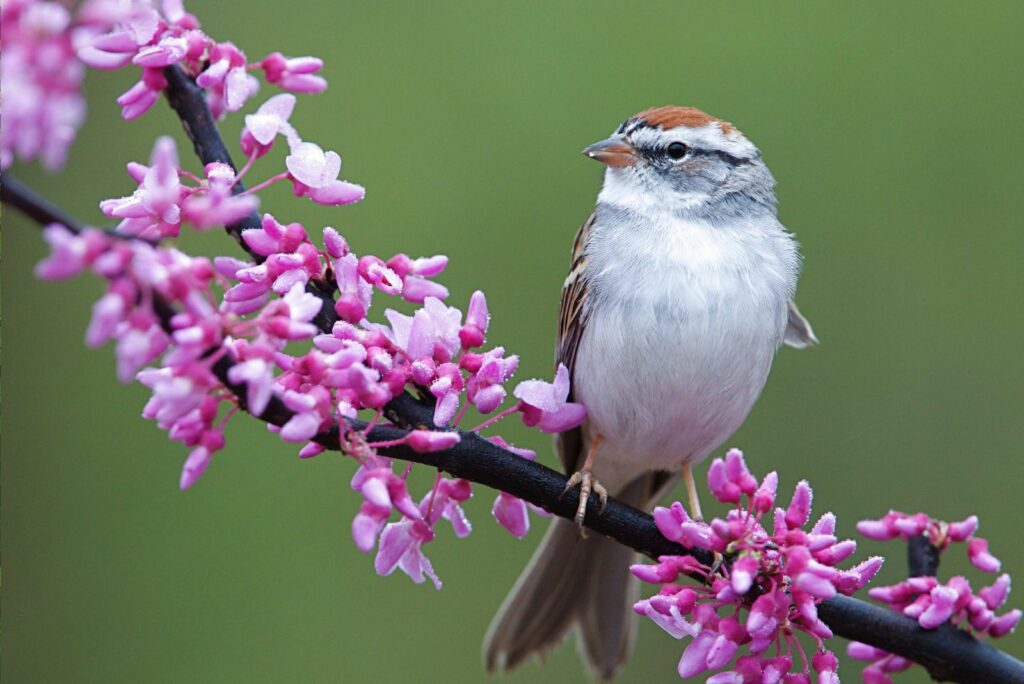 Chipping Sparrow