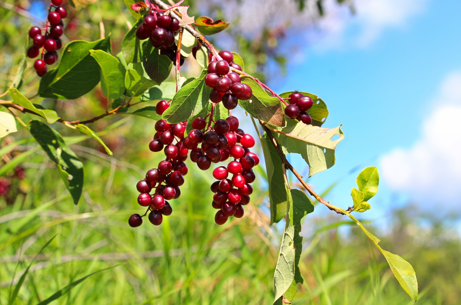 Chokecherry