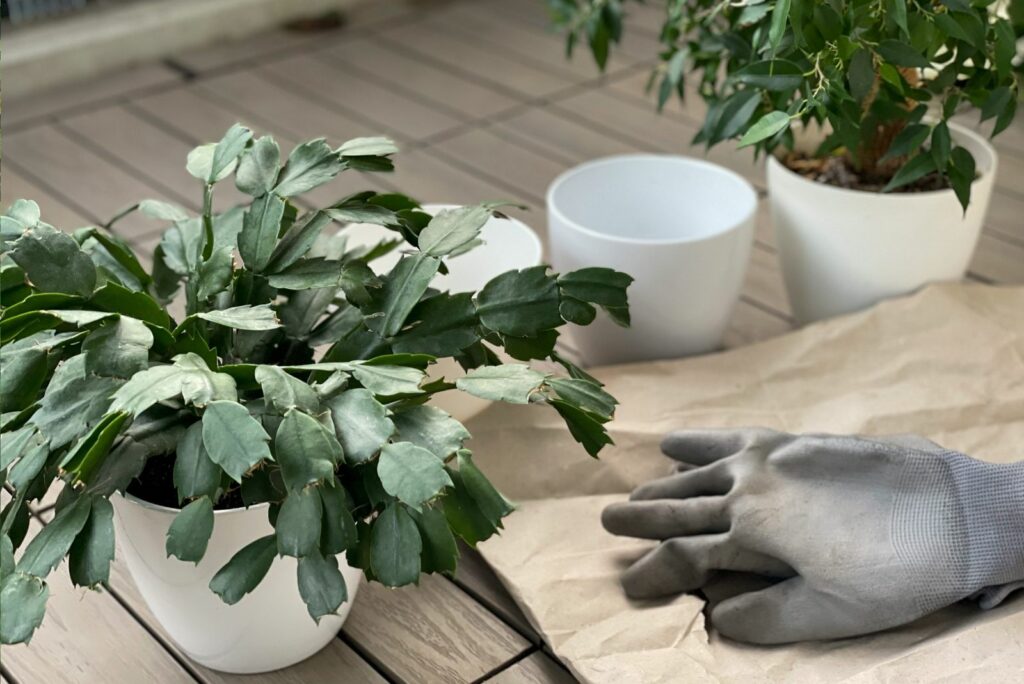 Christmas Cactus being prepared for transplanting