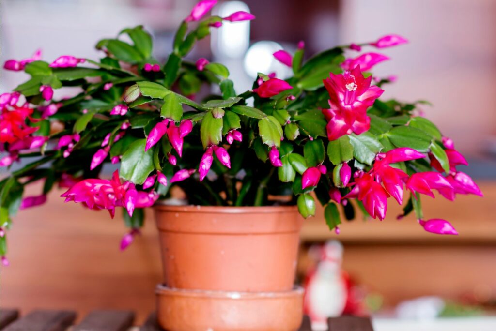 Christmas Cactus in a brown pot on a table